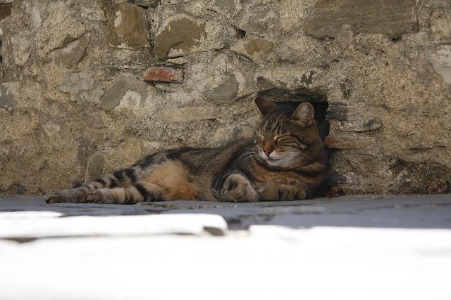 Free Cat Sleep photo and picture