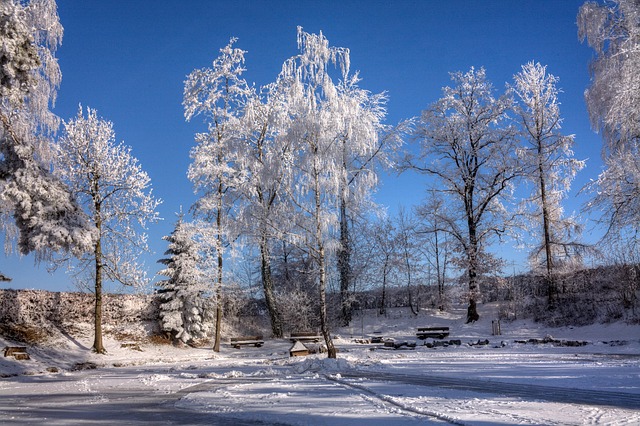 Free Winter Magic Trees photo and picture