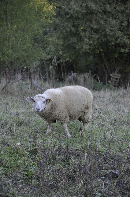 Ovelha, Natureza, Animal