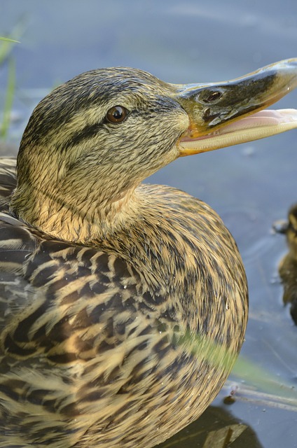 Pato, Natureza, Animal