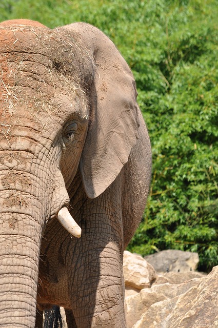 Elefante, Natureza, Animal