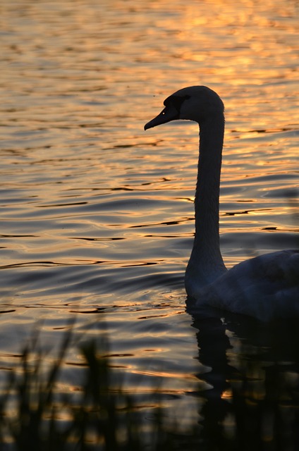Swan, Natureza, Animal, Água