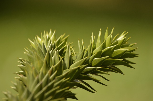 Natureza, Árvore, Macro