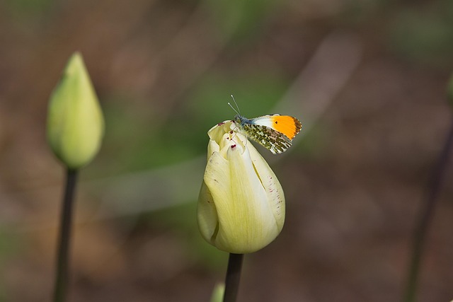 Tulipán, Motýľ, Tulipány, Kvetina