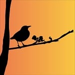 blackbird, bird, animal