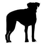 dog, drawing, sketch