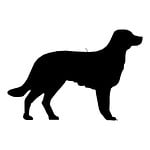 dog, lab, drawing