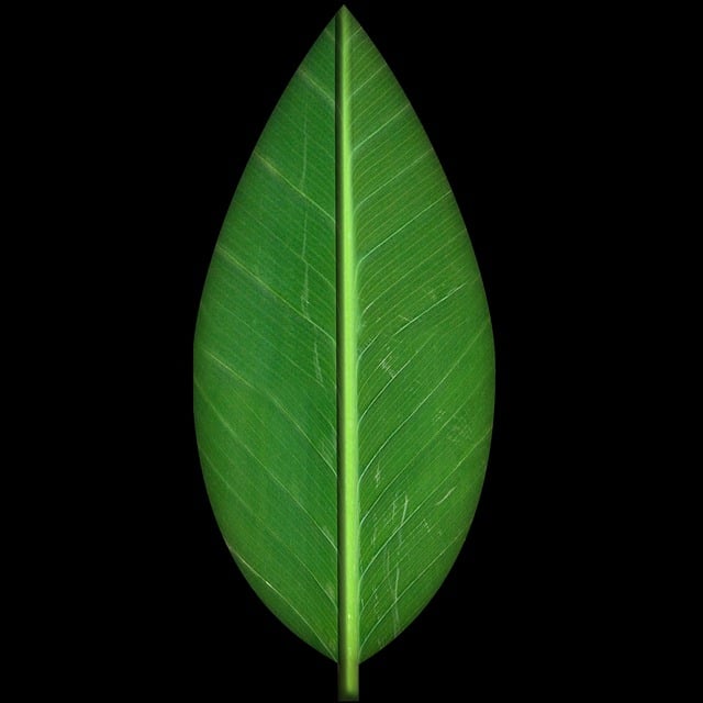 Free fine green leaf illustration