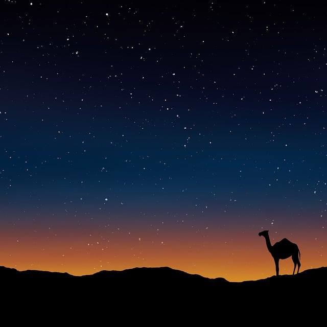 Free camel oman egypt illustration