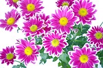 flowers, flower, plants