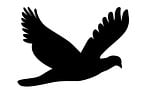 flying, feathers, flying bird