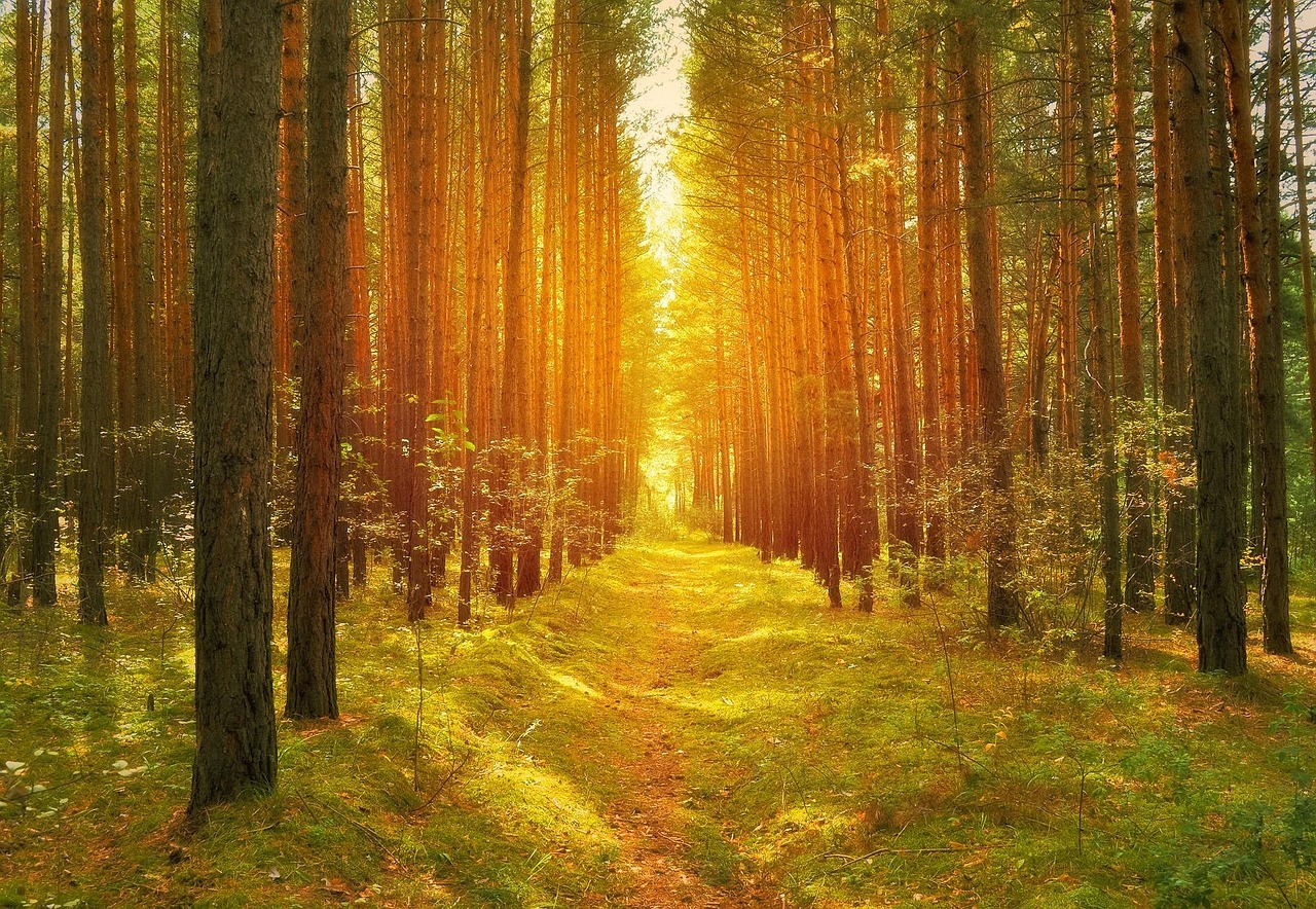 Forest Trees Pine Free photo on Pixabay Pixabay