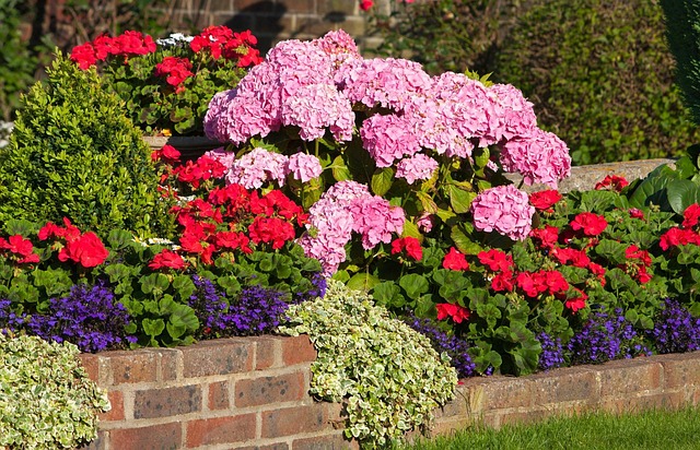 fleurs-de-mur-g-raniums-photo-gratuite-sur-pixabay