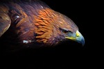 eagle, head, golden
