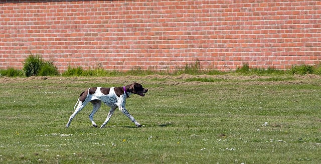 Free English Pointer Pointer photo and picture
