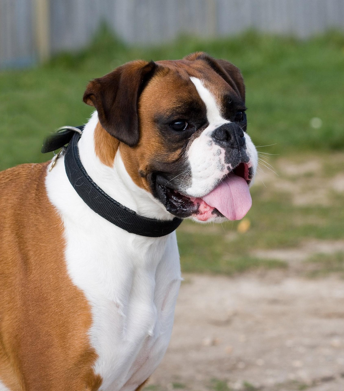 boxer ou berger allemand Forum Adopter un chien Wamiz