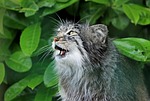 cat, pallas cat, cute