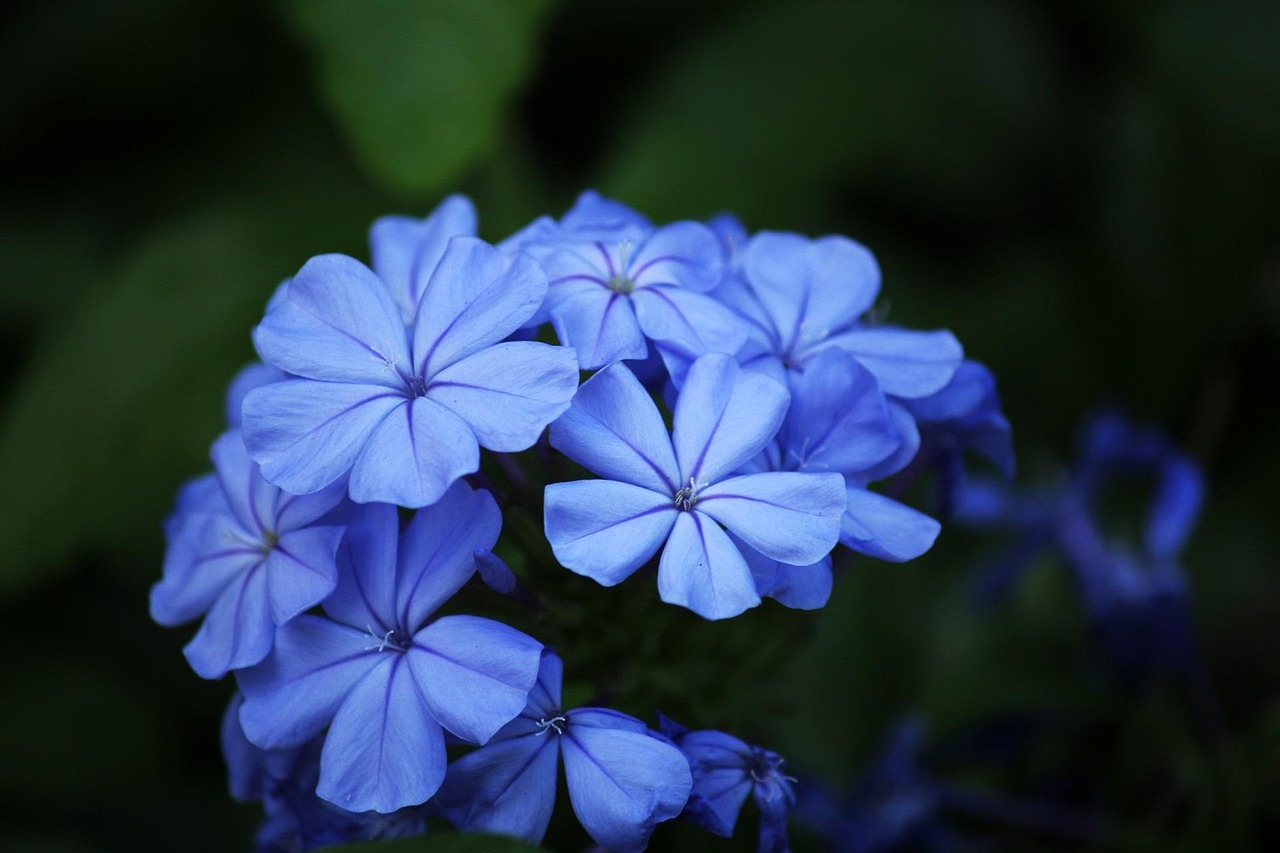 Blue Flowers Petals · Free photo on Pixabay