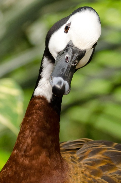 Duck Ducks Raza - Free photo on Pixabay