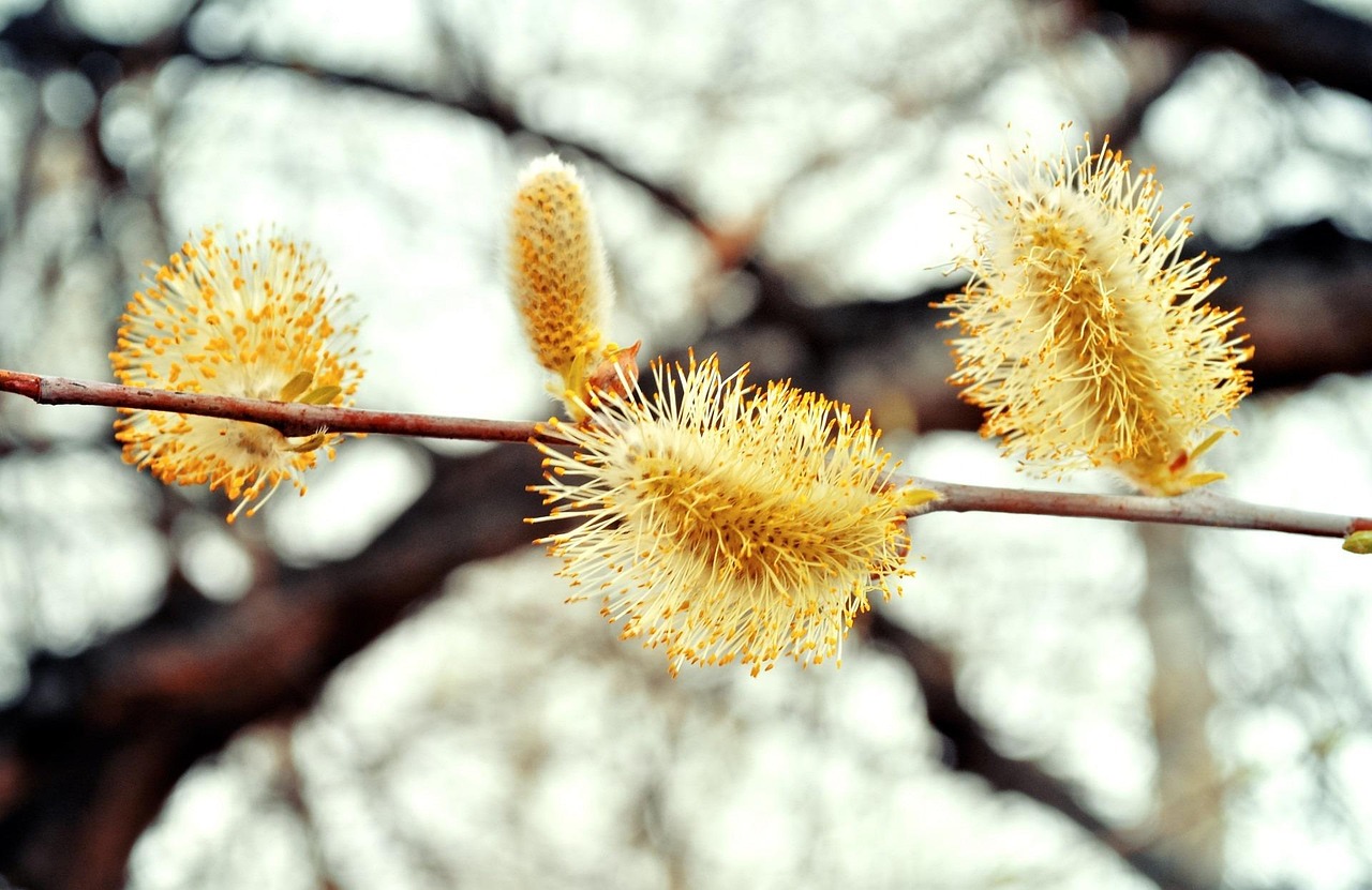 300 多张免费的“花柳”和“春天”照片 - Pixabay