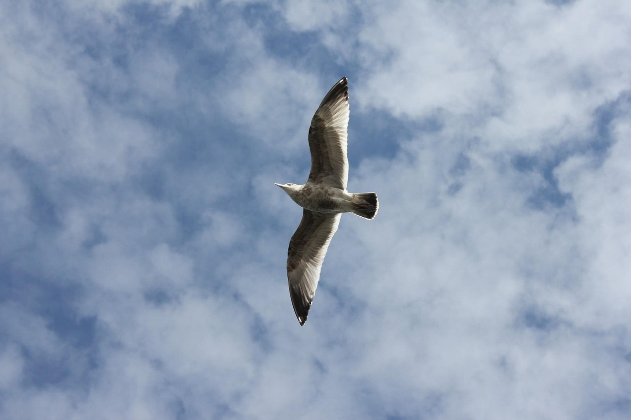 Bird Flying Animals Free photo on Pixabay — free download