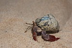 crab, ocean, animals