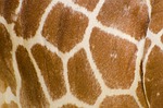 skin, pattern, profile