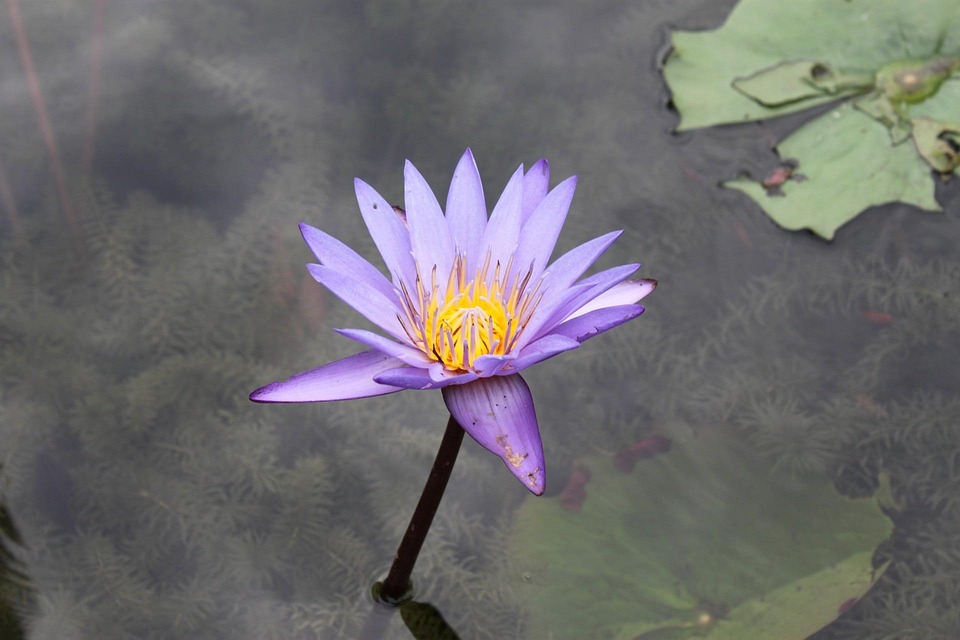 Free photo Lotus, Flower, Bloom, Blossom Free Image on Pixabay 164680