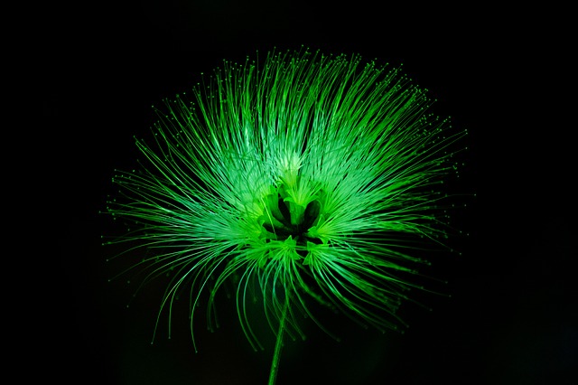 Free flower nature green illustration