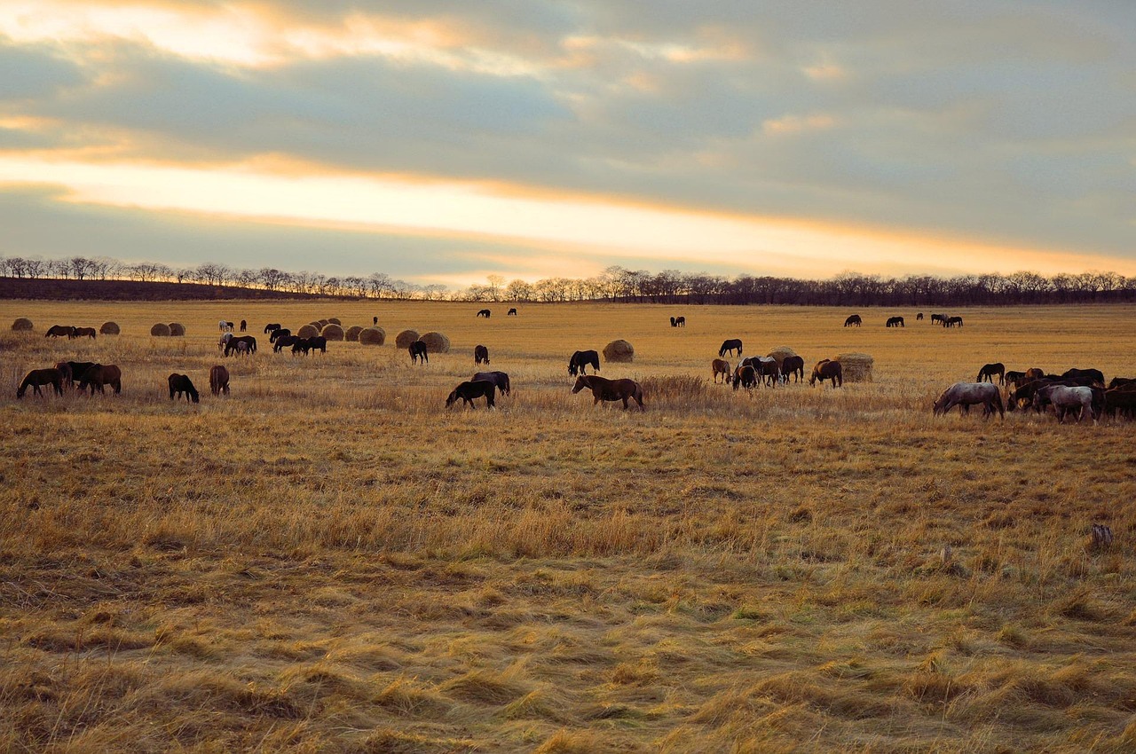 Horse - free online jigsaw puzzle photo