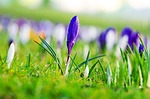 flowers, flower, plants