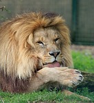 lion, male, close-up