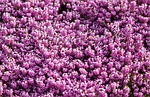 pink, flowers, floral
