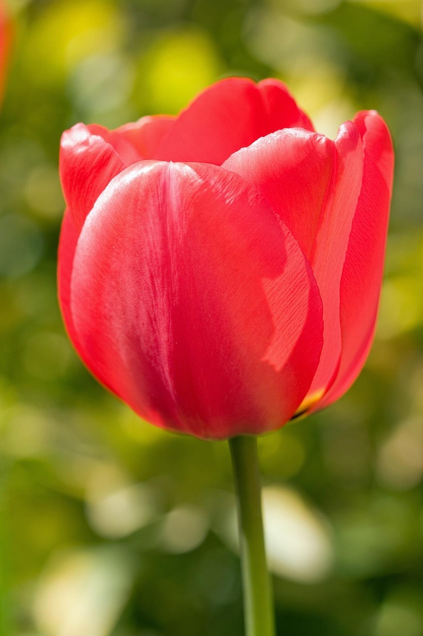 tulip-165013_1280.jpg