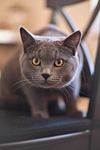 cat, kitty, feline