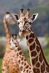 africa, african, animal