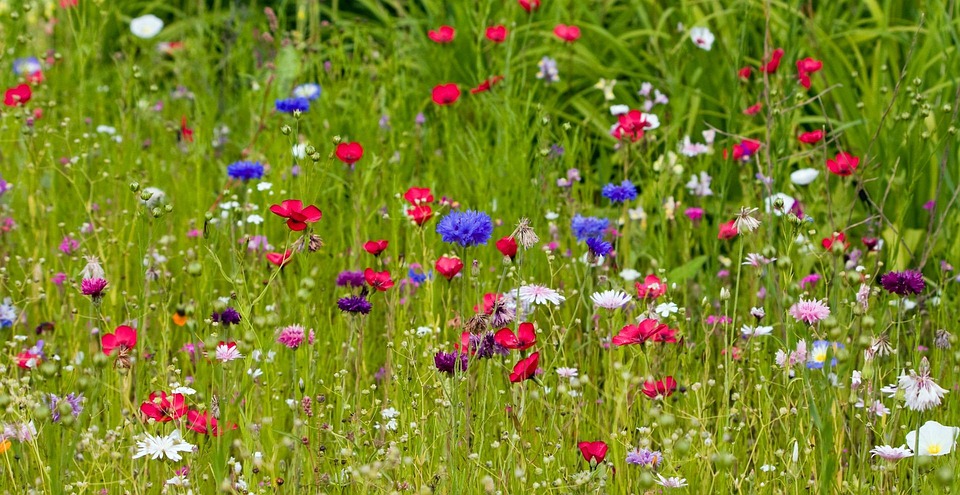 Bilder Zu Blumen kostenloses foto blumen blume wilde blumen Bilder Zu Blumen kostenloses foto blumen blume wilde blumen