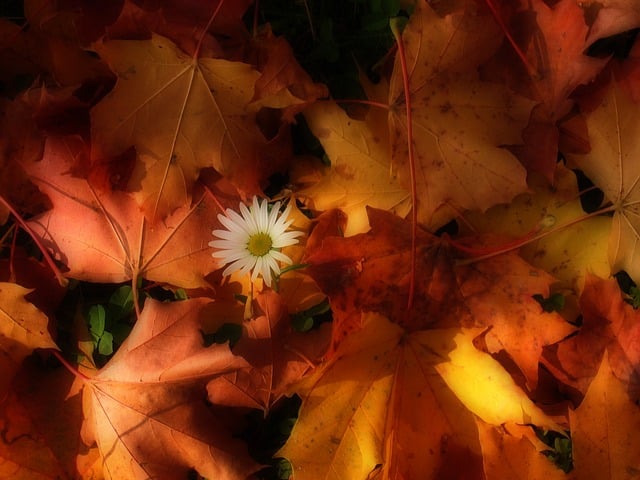 Free fall autumn leaves golden autumn illustration