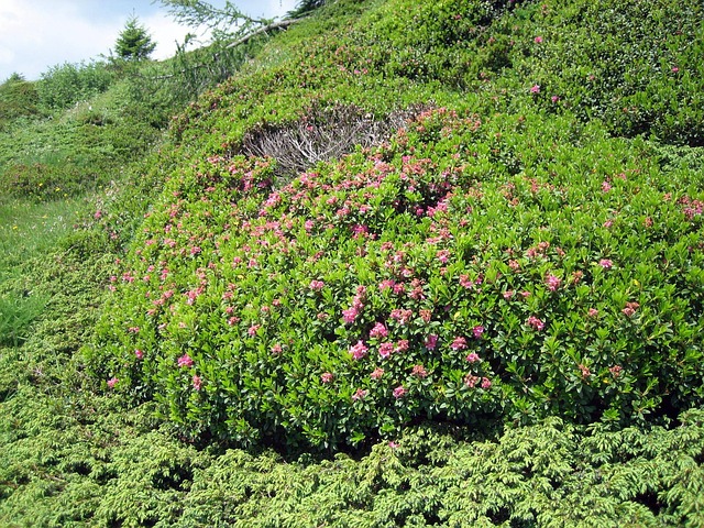 Free Alpine Roses Almrausch photo and picture