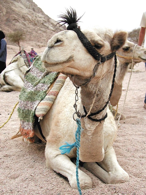 Kamel, Dyr, Natur, Dromedar, Egypt