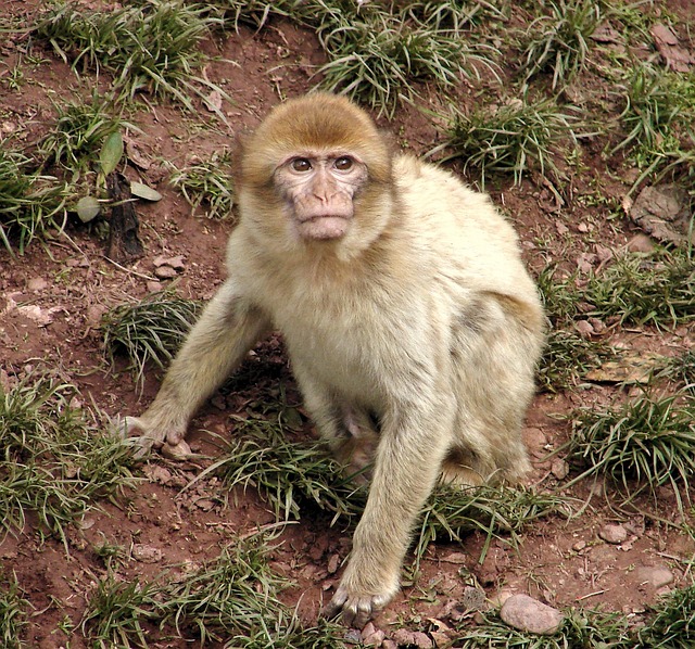 Ape, Natur, Dyr, Pattedyr