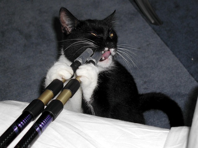 Katt, Bakrus, Dyr, Svart Og Hvit