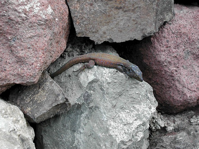 Gecko, Lizard, Salamander, Reptil