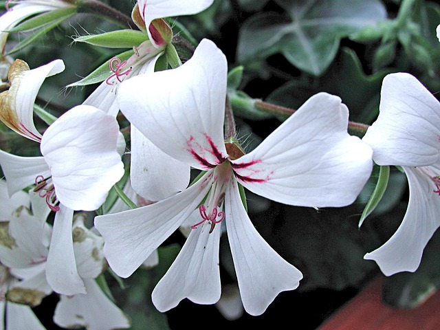Blossom, Natur, Anlegg, Hvit