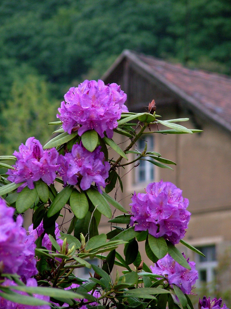 Spring Rhododendron Purple - Free photo on Pixabay