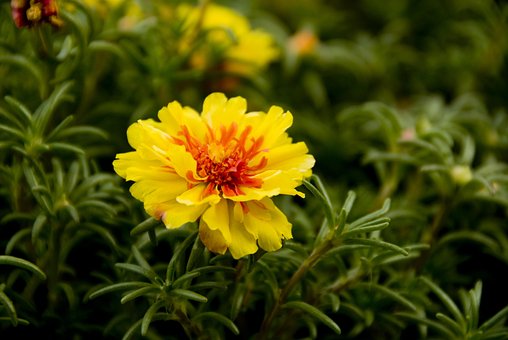 Free Flower Flowers photo and picture