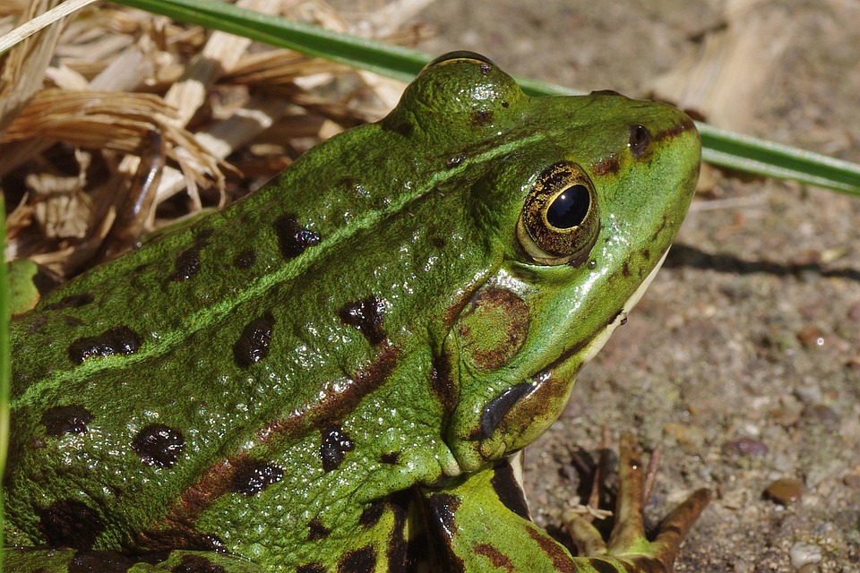 frog free images on pixabay