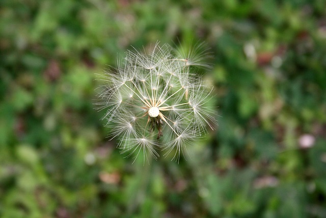 Zahn Löwe, Blume, Natur