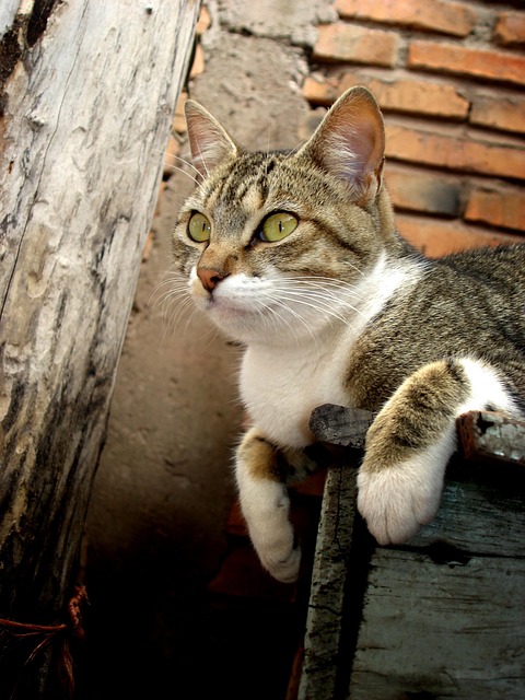 Katze, Katzenartig, Ziegel, Beobachtung