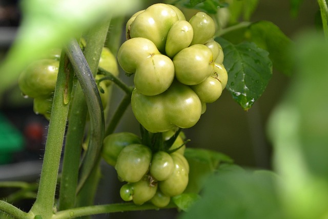 Tomaat, Russische Reisetomate, Groenten